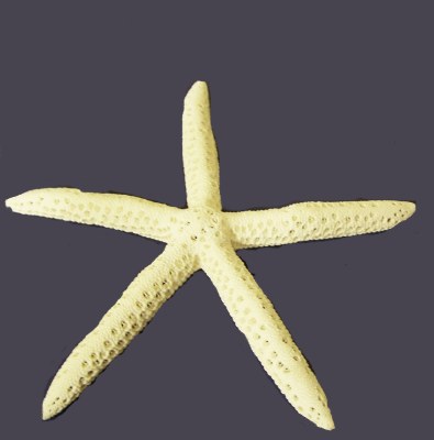 14" White Finger Starfish