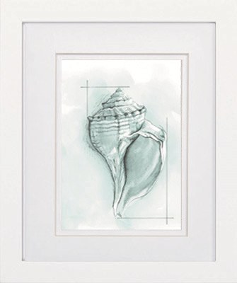 11" x 9" Light Blue Whelk Framed Print Under Glass