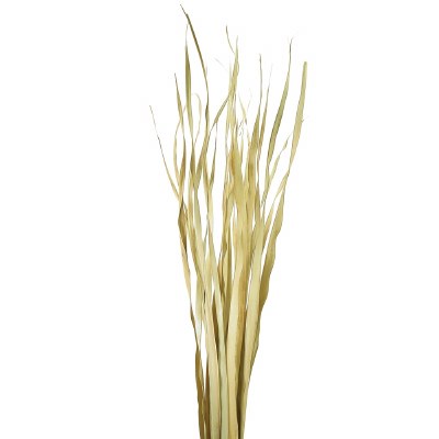 7 oz Bunch of 26" Natural Rush Grass