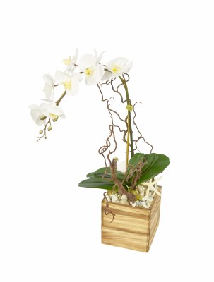 26" Faux White Orchid With Shells In Wood Box