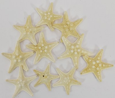 Bag of Ten 1.75"-2" White Mud Starfish