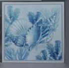 24" Square Blue and White Whelk Shell Framed Canvas