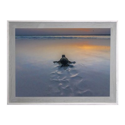 30" x 42" Baby Turtle at Sunset Framed Gel Print