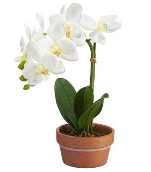 11" Faux White Phaleo Orchid Plant in Terracotta Pot