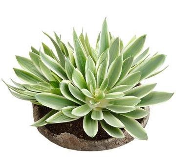 8" Faux Green and Cream Echeveria in Low Brown Cement Pot