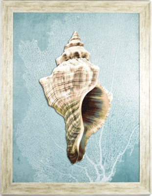 45" x 35" Gray Foxshell With Blue Background Coastal Print in Gray Frame