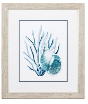 22" x 19" Blue and Green Turbo Shell in Seaweed in Wood Frame  Under Glass