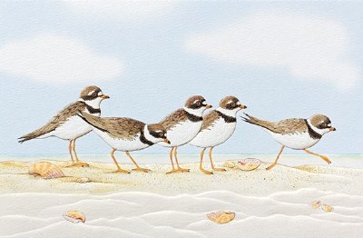 5" x 8" Playful Plovers Thinking Of You Card