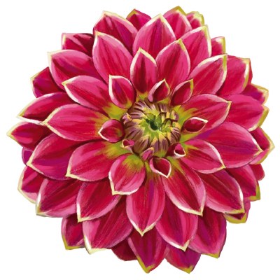 4" Pink and Green Dahlia Radiant Floral Screen Saver