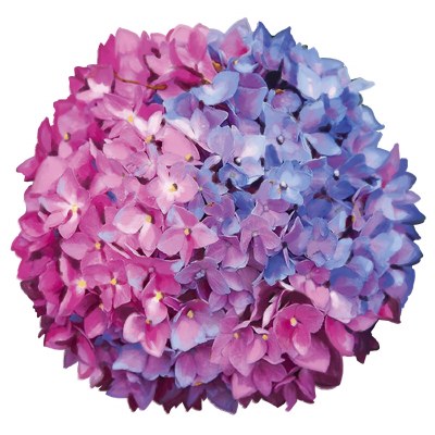 4" Pink and Blue Hydrangea Radiant Floral Screen Saver