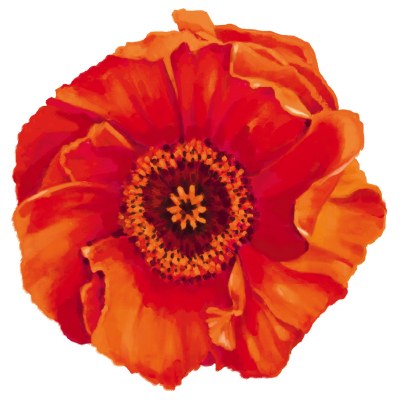 4" Orange Poppy Radiant Floral Screen Saver