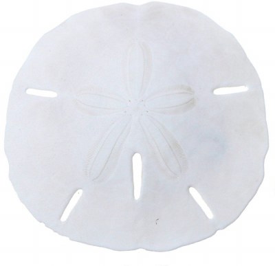 Bag of 5 1"-1.5" White Sand Dollars