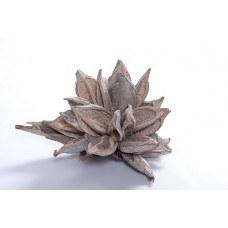 8"-12" Whitewash Star Pod