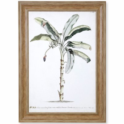 48" x 35" Banana Palm II Framed Art Print Under Glass