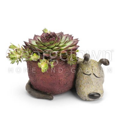 6" Dreamer the Dog Planter