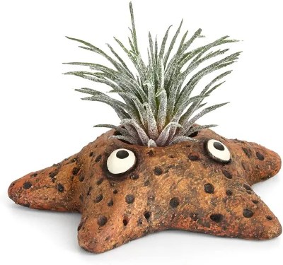 4" Brown Aster the Starfish Planter
