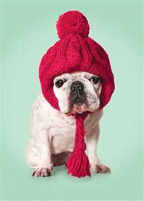 Puppy in Winter Fashion Christmas Card