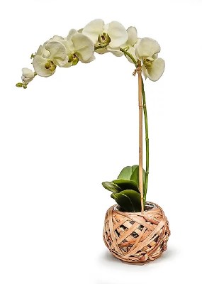 23" Faux Light Green Orchid in Reed Wrapped Glass Bowl
