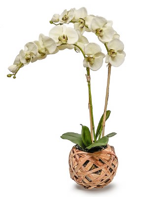 25" Faux Double White Orchids in a Glass and Wicker Vase