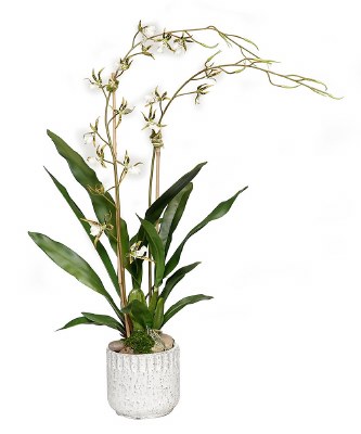 38" Faux Double Brassia Orchid in a Shell White Pot