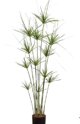 55" Faux Green Cyperus Papyrus Plant in Black Plastic Pot