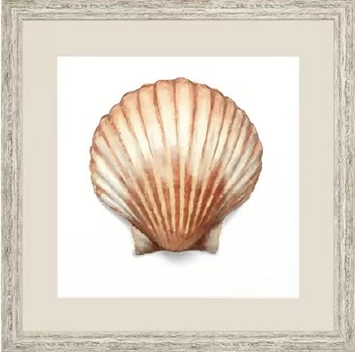21" Square Scallop Shell Print Framed Under Glass