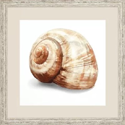 21" Square Snail Shell Print Framed Under Glass