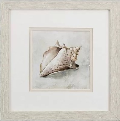 11" Square Off White Conch Shell in Tan Frame Under Glass