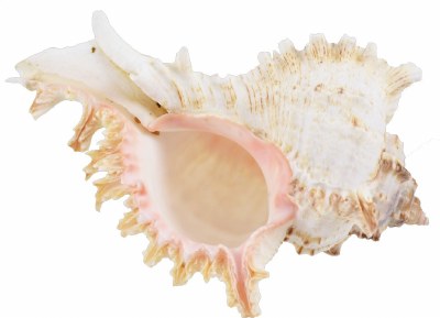 4"-5" Cream Murex Ramosus Shell