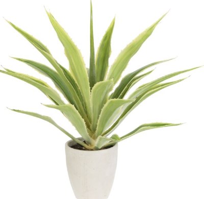 32" Faux Green Cream Agave in White Cement Pot