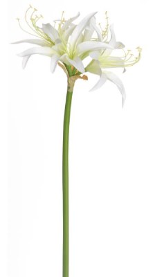 29" Faux Cream Spider Amaryllis Spray