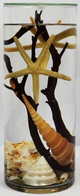 Large Shell Cylinder Oil Candle