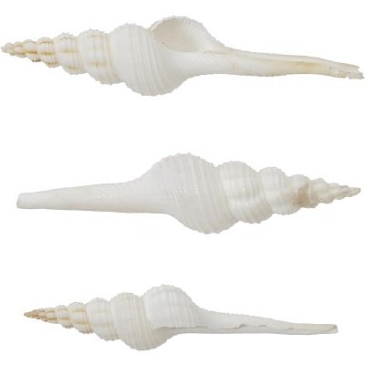 Bag of Three 3"-4" White Spindle Shell