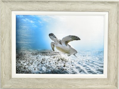 24" x 32" Sea Turtle Lifting Off the Sea Floor Gel Textured Print in a Gray Frame