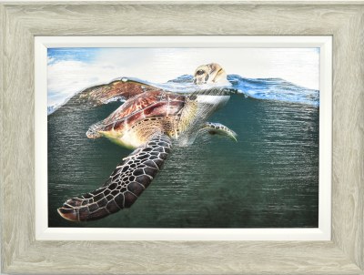 24" x 32" Sea Turtle Getting Air Supply Gel Textured Print in a Gray Frame