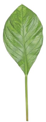 29" Faux Green Hydrangea Leaf