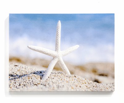 12" x 16" LED Starfish Canvas