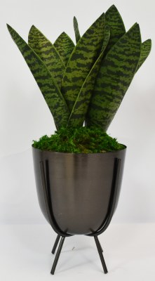 14" Faux Paper Sans in a Black Pot With a Stand