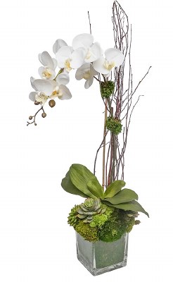 40" Faux White Orchid and Succulent in a Cube Glass Vase