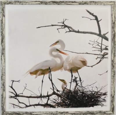 32" Sq Egrets Nest With a Chick Coastal Gel Print in a Distressed White and Gray Frame