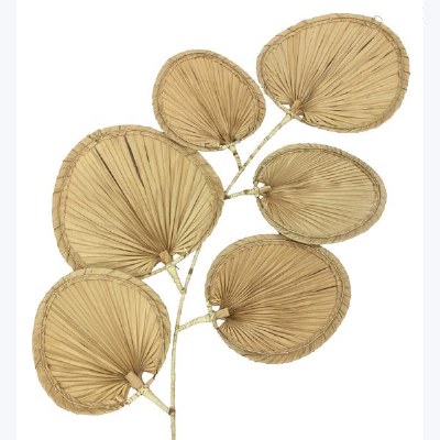 32" x 55" Natural Palm Fan Spray Wall Plaque