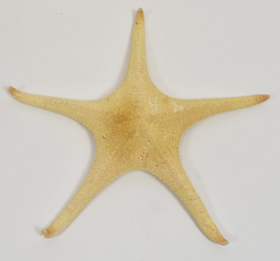 13"-15" White Spiny Tip Starfish