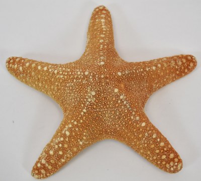 8"-9" Brown Jungle Starfish
