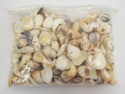 1 Kilogram Bag of Medium Mixed Shells