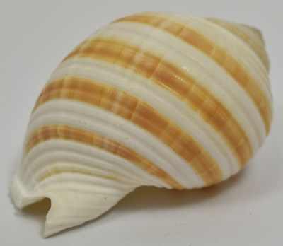 3"-4" Tonna Sulcosa Shell