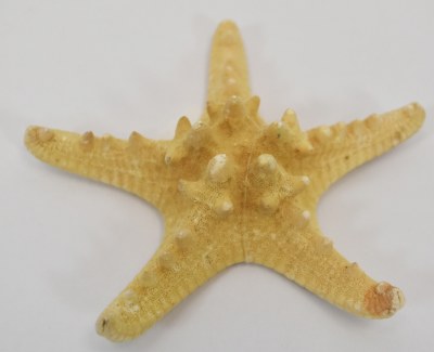 4"-5" Natural Mud Starfish
