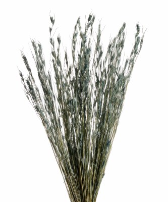 Bundle of 45 30" Dried Blue Phonix Tale Grass