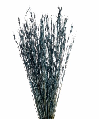 Bundle of 45 30" Dried Dark Blue Phonis Tale Grass