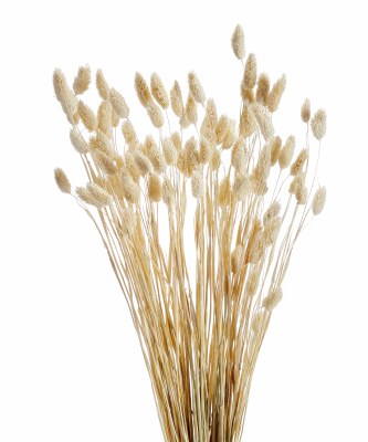Bundle of 50 21" Dried White Philaris Grass