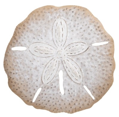 19" White and Beige Sand Dollar Coastal Metal Wall Art Plaque